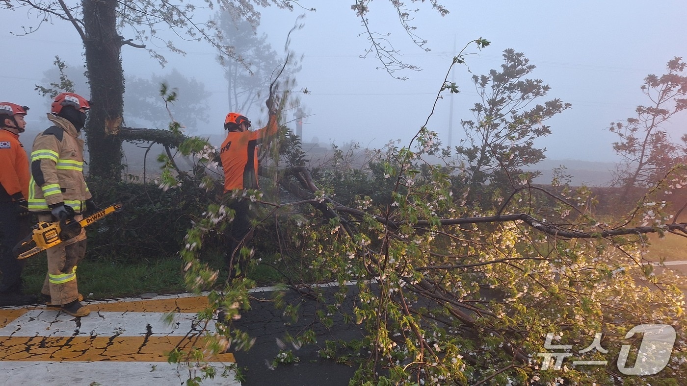 4일 오전 6시20분쯤 제주시 한림읍의 한 도로에서 소방대원들이 강풍에 쓰러진 벚나무를 치우고 있다.(제주특별자치도 소방안전본부 제공, 재판매 및 DB 금지)