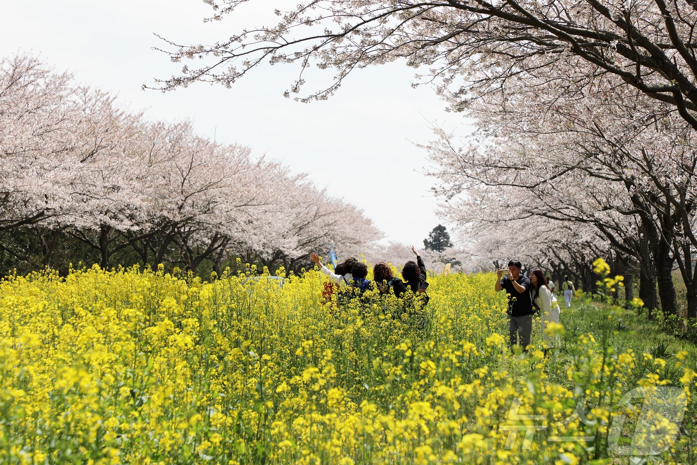 제43회 서귀포유채꽃축제가 열리고 있는 5일 오전 제주 서귀포시 표선면 가시리 녹산로에서 상춘객들이 봄을 만끽하고 있다. 2026.4.5 ⓒ 뉴스1 오미란 기자