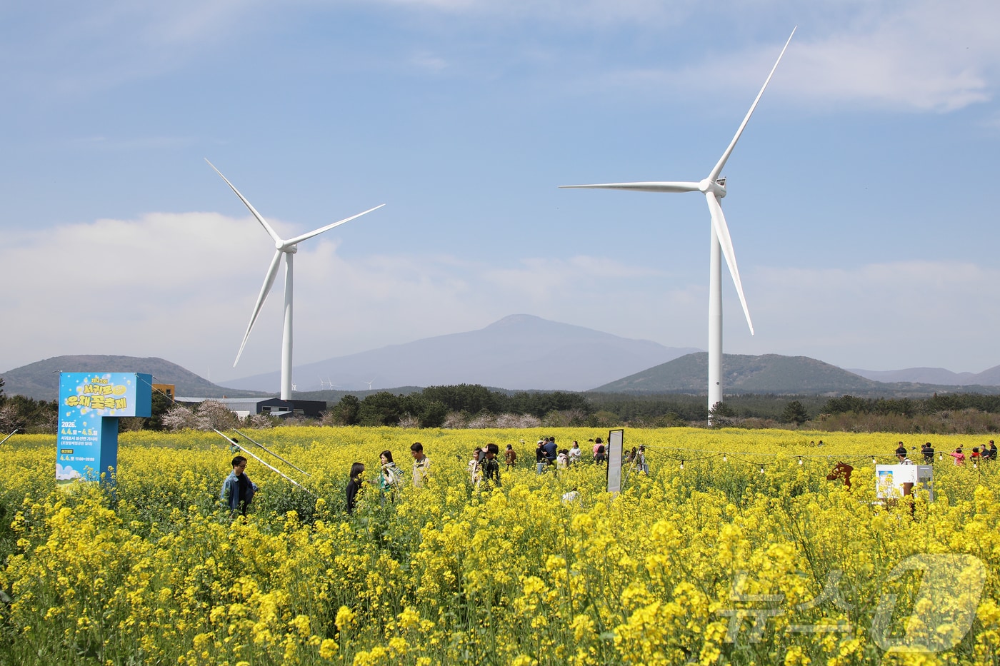 제43회 서귀포유채꽃축제가 열리고 있는 5일 오전 제주 서귀포시 표선면 가시리 유채꽃 광장에서 상춘객들이 봄을 만끽하고 있다. 2026.4.5 ⓒ 뉴스1 오미란 기자