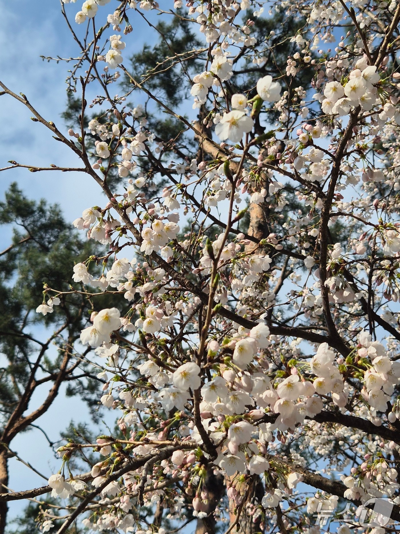 벚꽃. 2026.4.5/뉴스1 ⓒ News1 김기현 기자