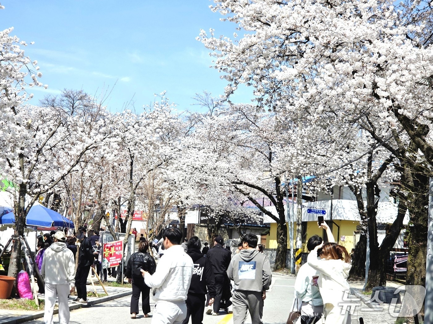 지난 5일 나들이 객들로 붐비는 제천 청풍호 벚꽃길.(독자 제공. 재판매 및 DB금지)  
