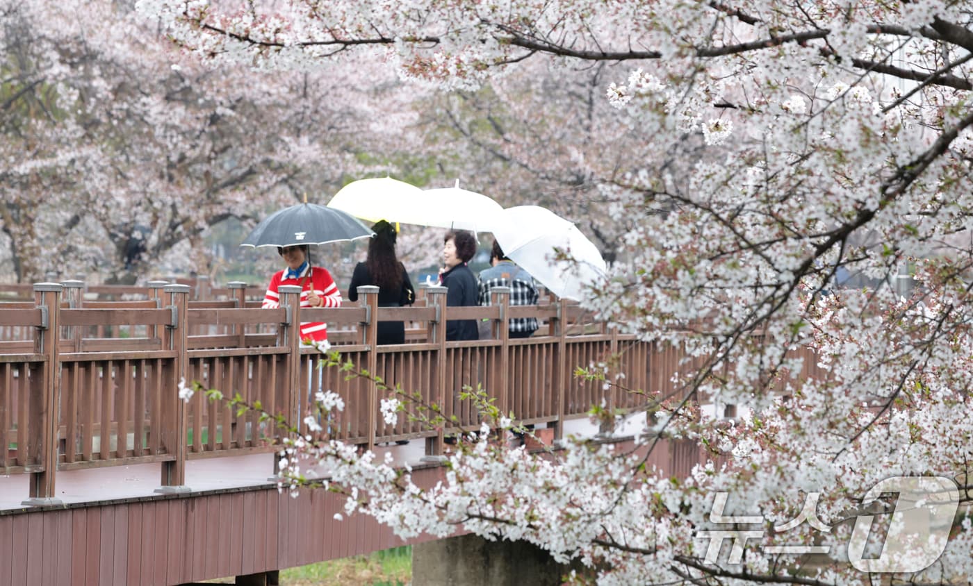 봄비가 내리는 6일 광주 서구 운전저수지를 찾은 시민들이 벚꽃을 즐기며 걷고 있다. 2026.4.6 ⓒ 뉴스1 김태성 기자