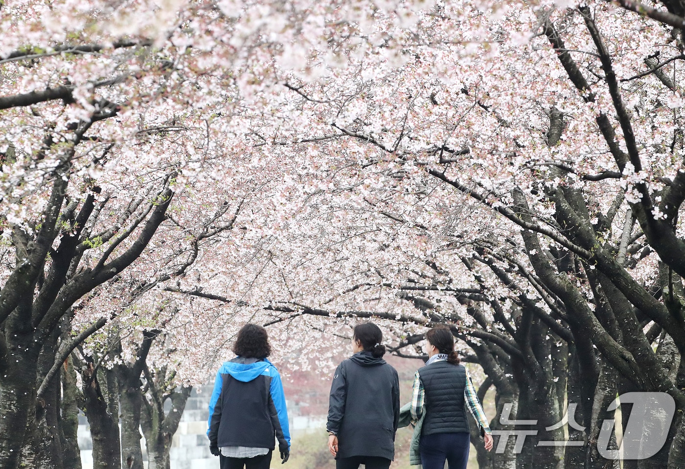 6일 오전 대구 수성구 대구스타디움에서 시민들이 봄비 내리는 벚꽃 터널을 산책하고 있다. 2026.4.6 ⓒ 뉴스1 공정식 기자