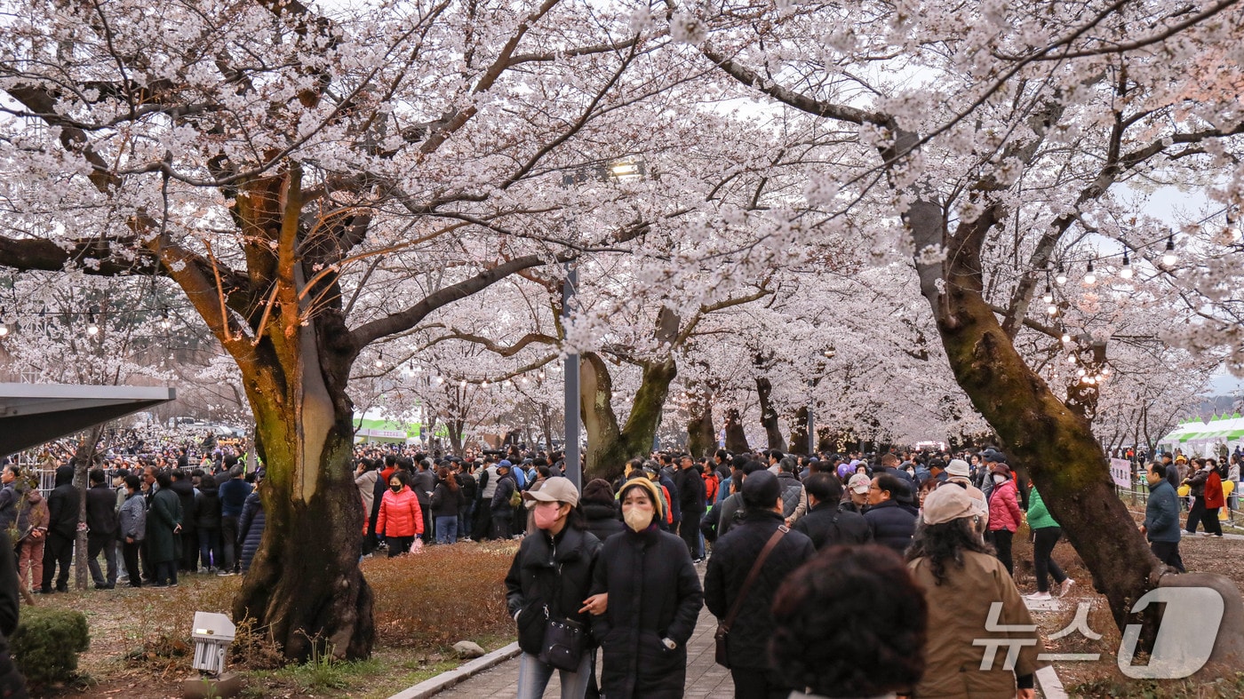 제7회 울주작천정 벚꽃축제 모습. (울주군 제공. 재판매 및 DB 금지) /뉴스1