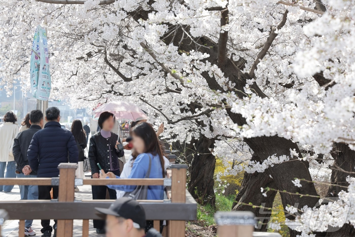 벚꽃이 만개한 청주 무심천.(청주시 제공. 재판매 및 DB금지) ⓒ 뉴스1 임양규 기자