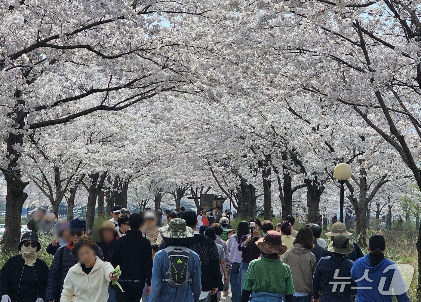 초속 5㎝, 시속 5㎞ 벚꽃 걷기 행사.(강릉시 제공, 재판매 및 DB 금지) 2026.4.7/뉴스1