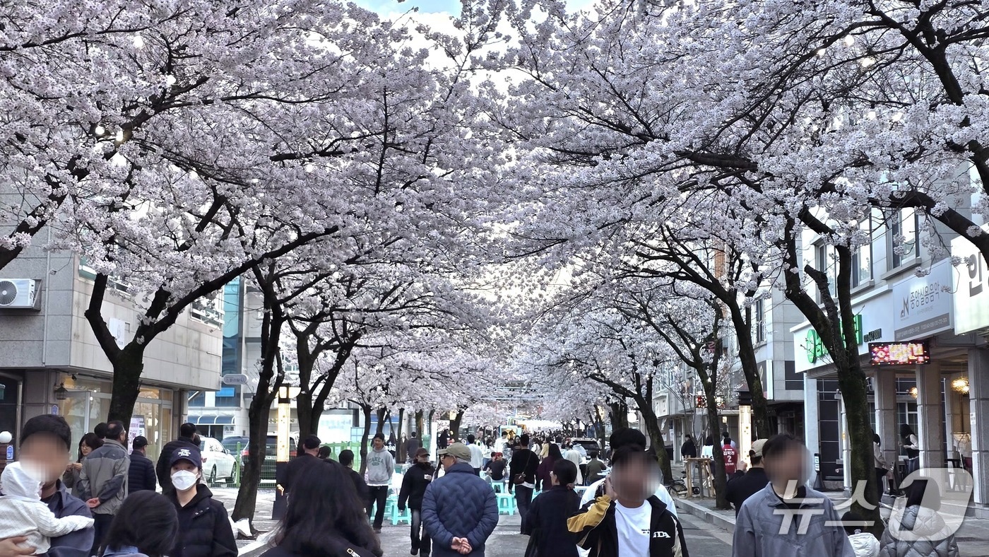 제4회 강릉 솔올블라썸 축제 현장.(강릉시 제공, 재판매 및 DB 금지) 2026.4.7/뉴스1