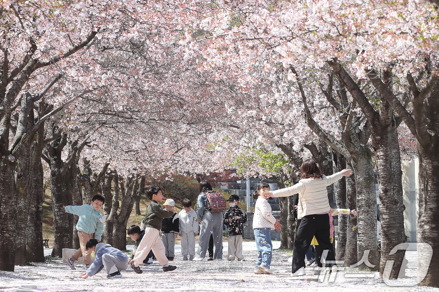 7일 대구 수성구 대구스타디움으로 소풍 나온 어린이들이 벚꽃길에서 즐거운 시간을 보내고 있다. 2026.4.7 ⓒ 뉴스1 공정식 기자