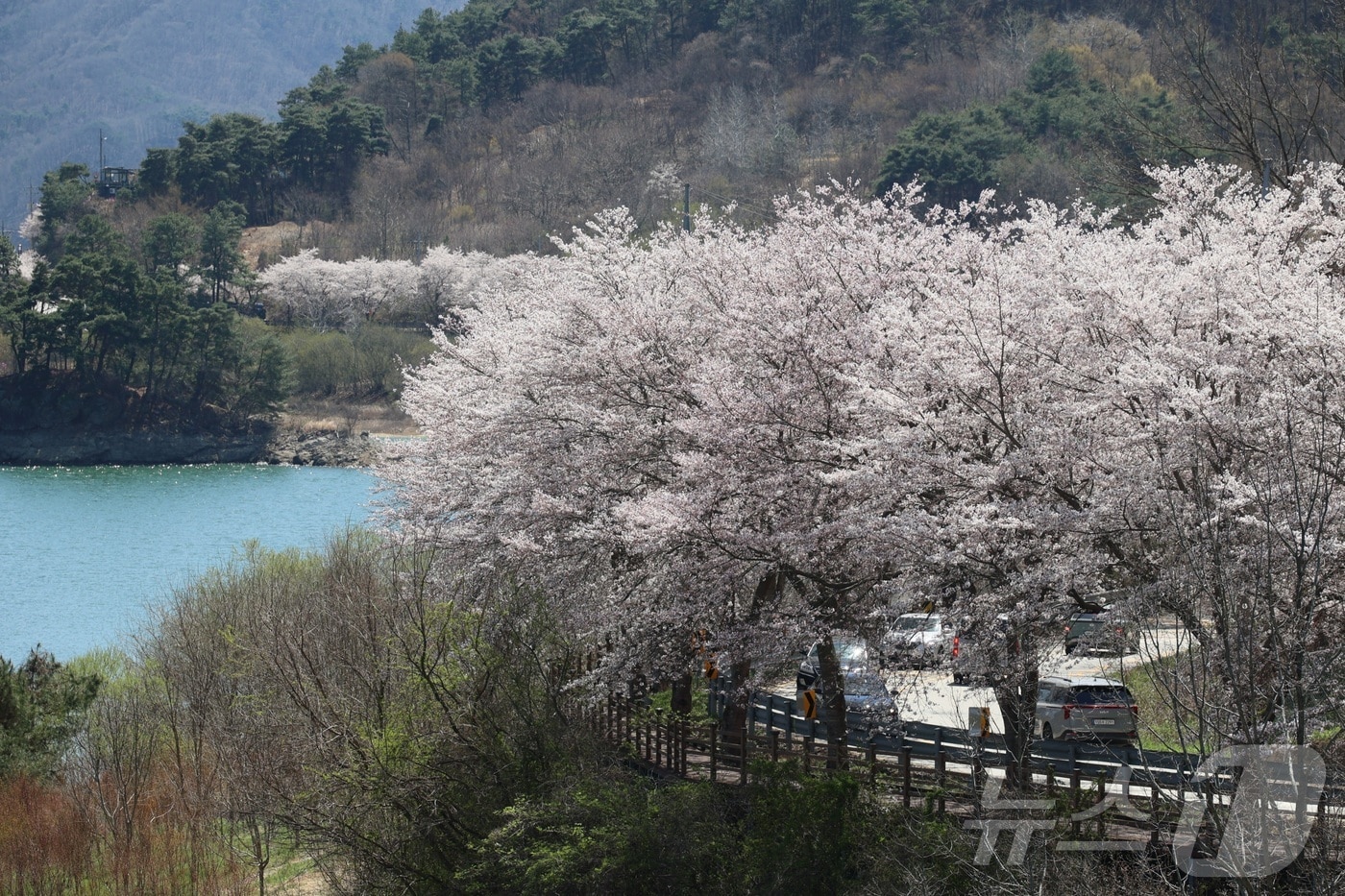 7일 전북 임실군 옥정호 순환도로를 따라 만개한 벚꽃이 푸른 호수와 어우러져 장관을 이루고 있다. '한국의 아름다운 길 100선'에 선정되기도 한 옥정호 벚꽃길은 매년 이맘때면 호반을 따라 이어지는 화사한 꽃터널을 보기 위해 전국에서 많은 상춘객이 찾는 지역의 대표적인 명소다. (임실군청 제공. 재판매 및 DB 금지) 2026.4.7 ⓒ 뉴스1 유경석 기자