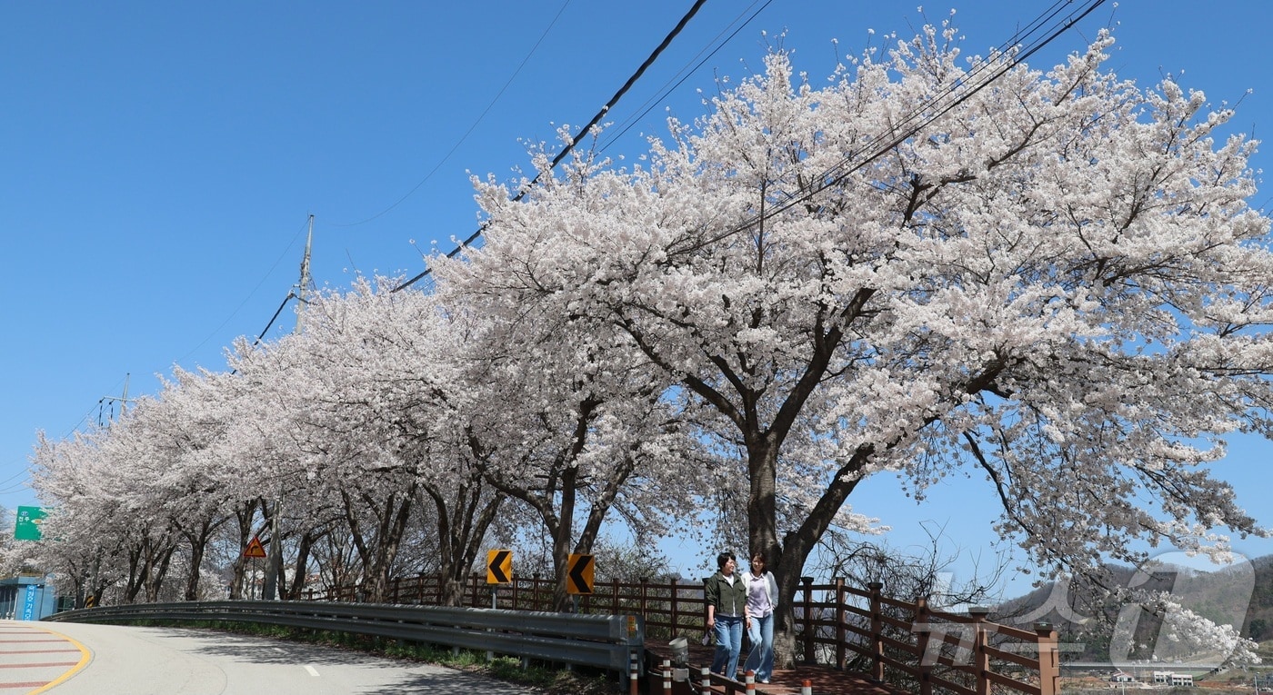 7일 전북 임실군 옥정호 순환도로를 따라 만개한 벚꽃이 푸른 호수와 어우러져 장관을 이루고 있다. (임실군청 제공. 재판매 및 DB 금지) 2026.4.7 ⓒ 뉴스1 유경석 기자