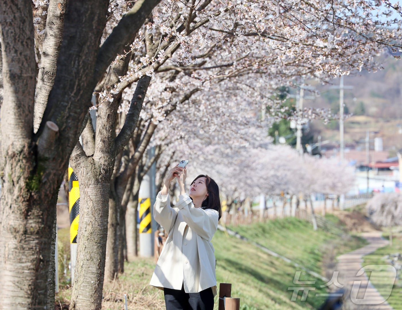 7일 전북 임실군 임실천변에서 한 관광객이 화사하게 만개한 벚꽃 아래에서 셀카를 찍으며 봄 정취를 만끽하고 있다. (임실군청 제공. 재판매 및 DB 금지) 2026.4.7