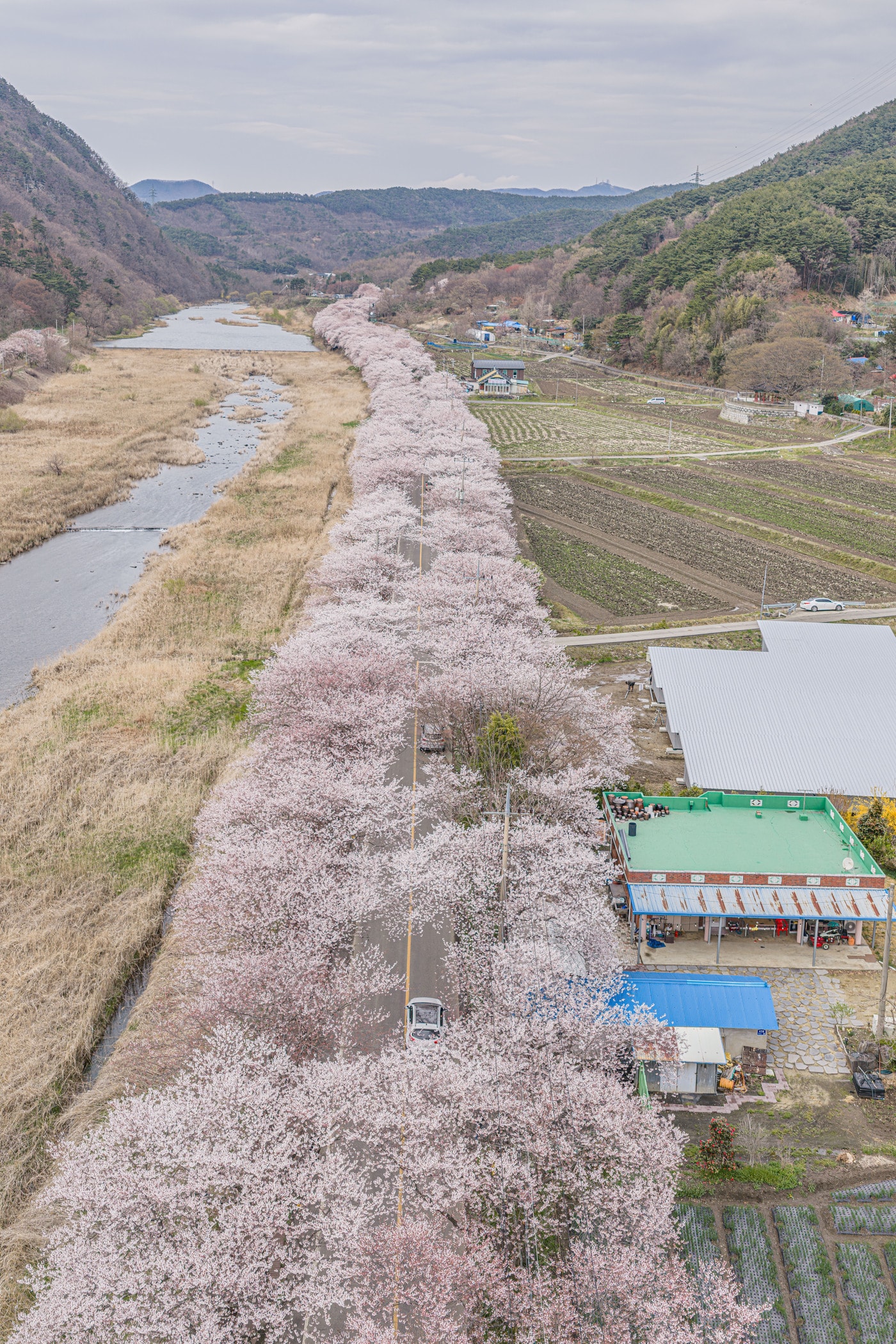 최근 만개한 주산 벚꽃길 모습.(보령시 제공. 재판매 및 DB금지)/뉴스1