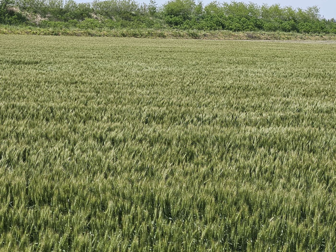 서천군 일원 보리밭 전경.(군 제공. 재판매 및 DB금지)/뉴스1