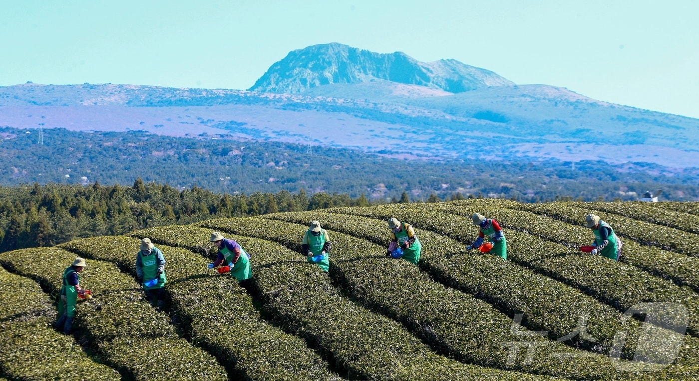 8일 제주 서귀포시 소재 오설록농장 차밭에서 관계자들이 정성스럽게 키운 찻잎을 첫 수확하고 있다. (독자제공, 재판매 및 DB금지)2026.4.8 ⓒ 뉴스1