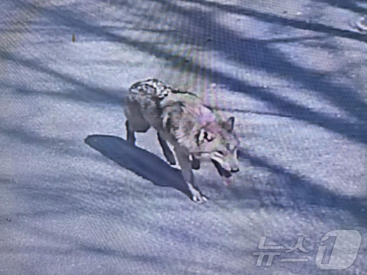 8일 대전 오월드에서 탈출한 늑대 1마리가 대전 도심에서 목격되고 있다. 현재소방, 경찰, 오월드, 금강유역환경청, 엽사 등이 수색 및 포획 작업을 하고 있다. (대전소방본부 제공. 재판매 및 DB금지) 2026.4.8 ⓒ 뉴스1 김기태 기자