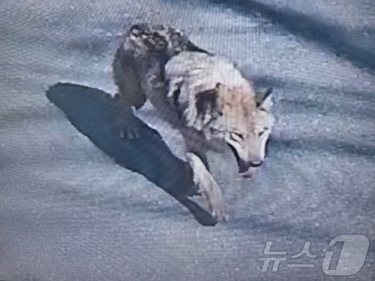 8일 대전 오월드에서 탈출한 늑대.