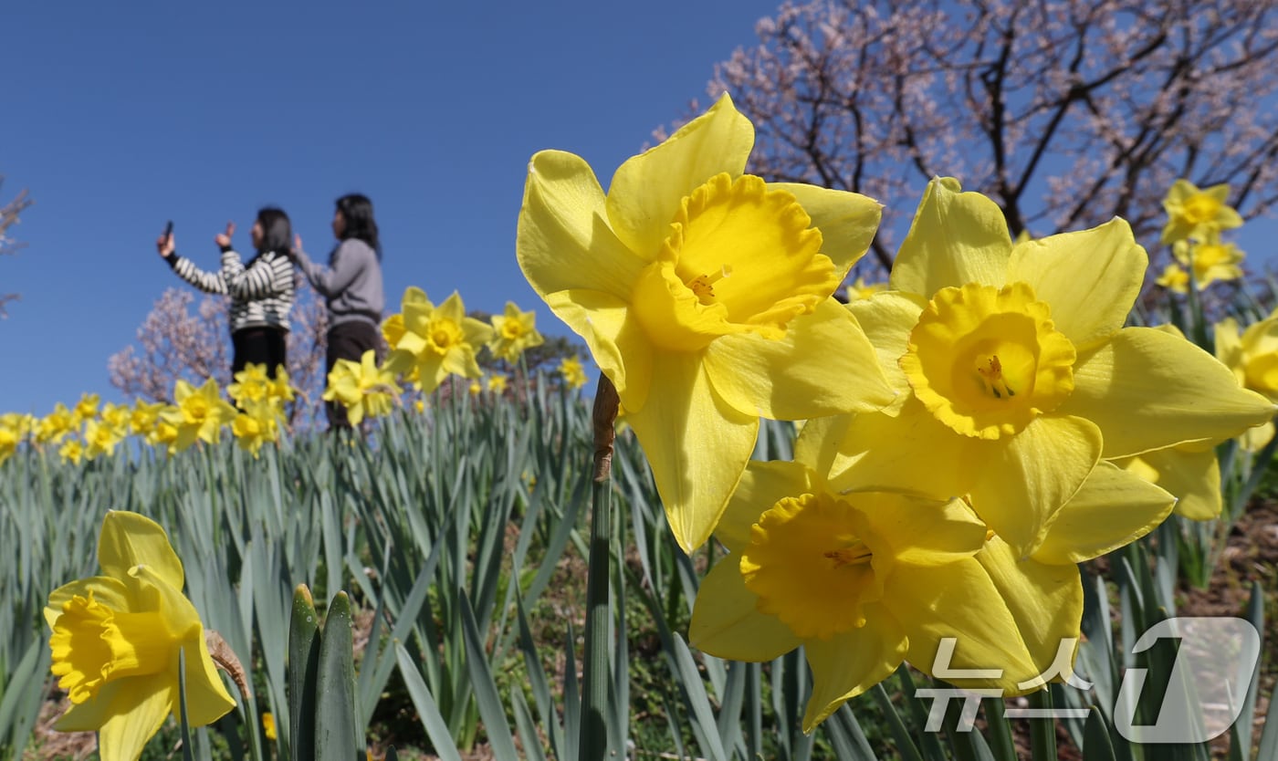 화창한 봄날씨를 보인 8일 경기 용인시 처인구 에버랜드 하늘정원길에서 바라본 에버랜드 일대가 벚꽃, 매화, 수선화를 비롯한 봄꽃들로 만개해 있다. 2026.4.8 ⓒ 뉴스1 김영운 기자