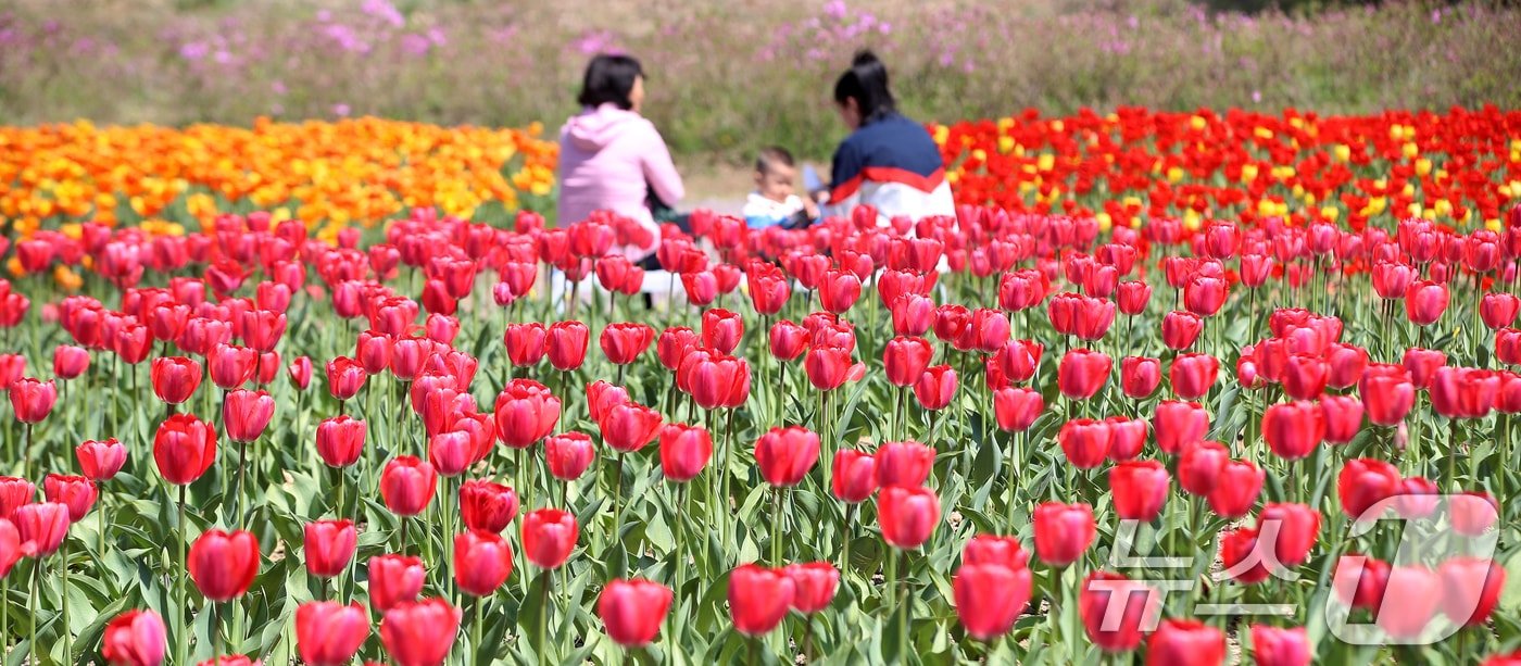 부산 북구 화명생태공원을 찾은 시민들이 형형색색 활짝 핀 튤립을 구경하고 있다. 2026.4.8 ⓒ 뉴스1 윤일지 기자