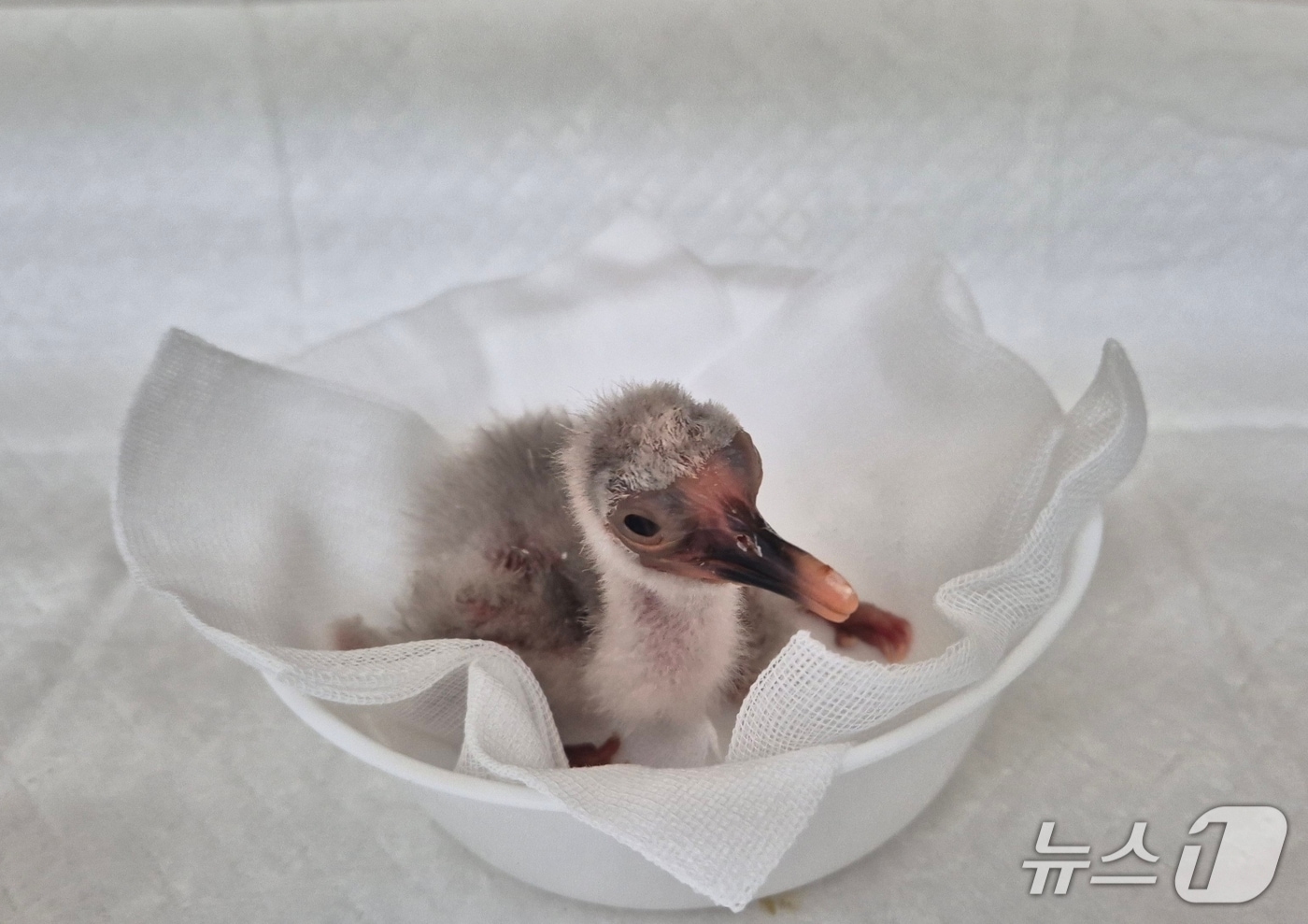 지난 6일 창녕군 장마 분산센터에서 부화한 천연기념물 따오기.(창녕군 제공. 재판매 및 DB금지)