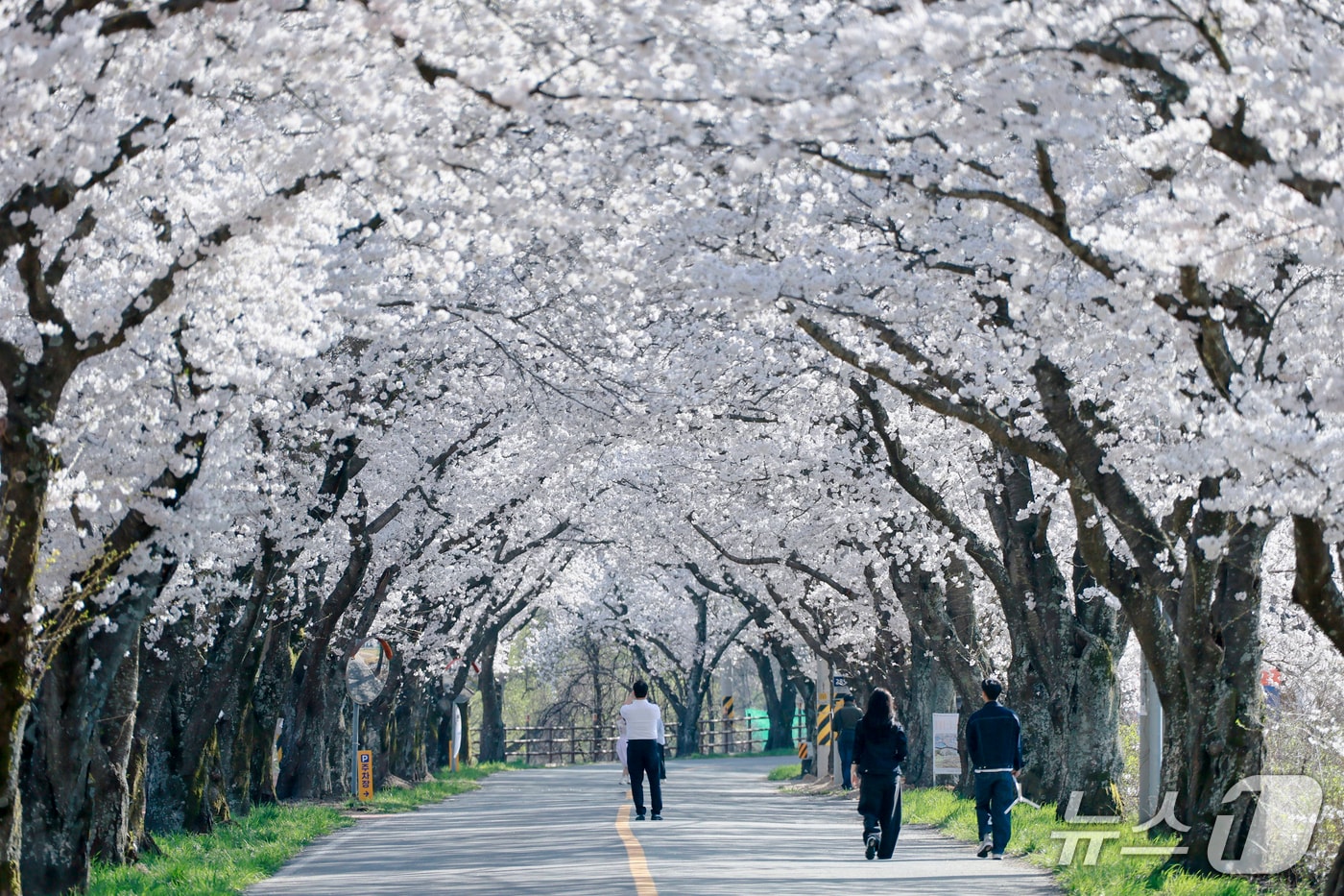 경북 경주시 암곡동에 벚꽃엔딩을 즐기려는 관광객들의 발길이 늘고 있다. (경주시 제공, 재판매 및 DB금지) 2026.4.9/뉴스1