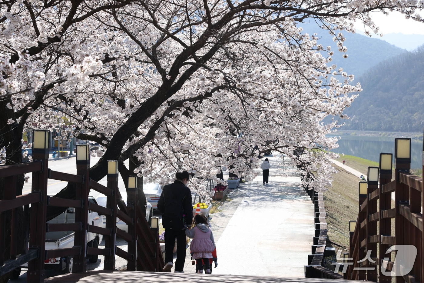  단양강변 벚꽃길.(단양군 제공. 재판매 및 DB금지)