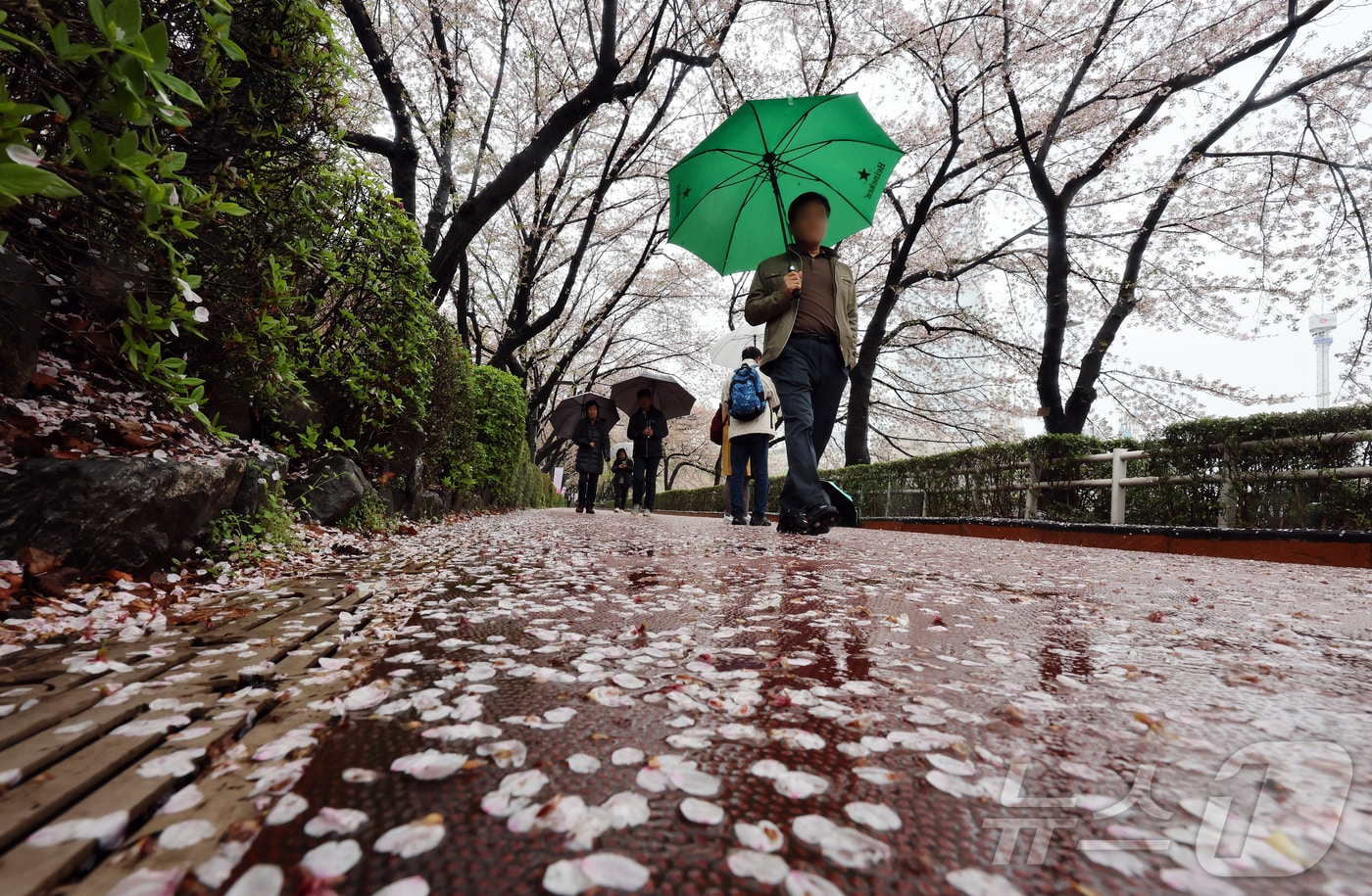 봄비가 내린 9일 오후 서울 송파구 석촌호수를 찾은 시민들이 벚꽃잎이 떨어진 산책로를 따라 걷고 있다. 2026.4.9 ⓒ 뉴스1 김진환 기자