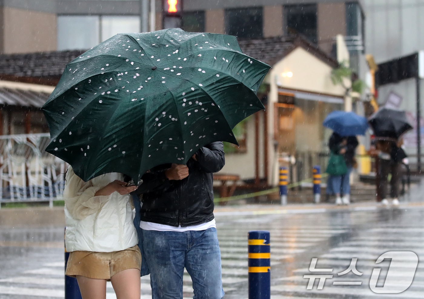 전국적으로 비가 내리는 9일 오후 부산 해운대해수욕장 인근에서 외국인 관광객이 든 우산에 강풍에 떨어진 벚꽃잎이 붙어 있다. 2026.4.9 ⓒ 뉴스1 윤일지 기자