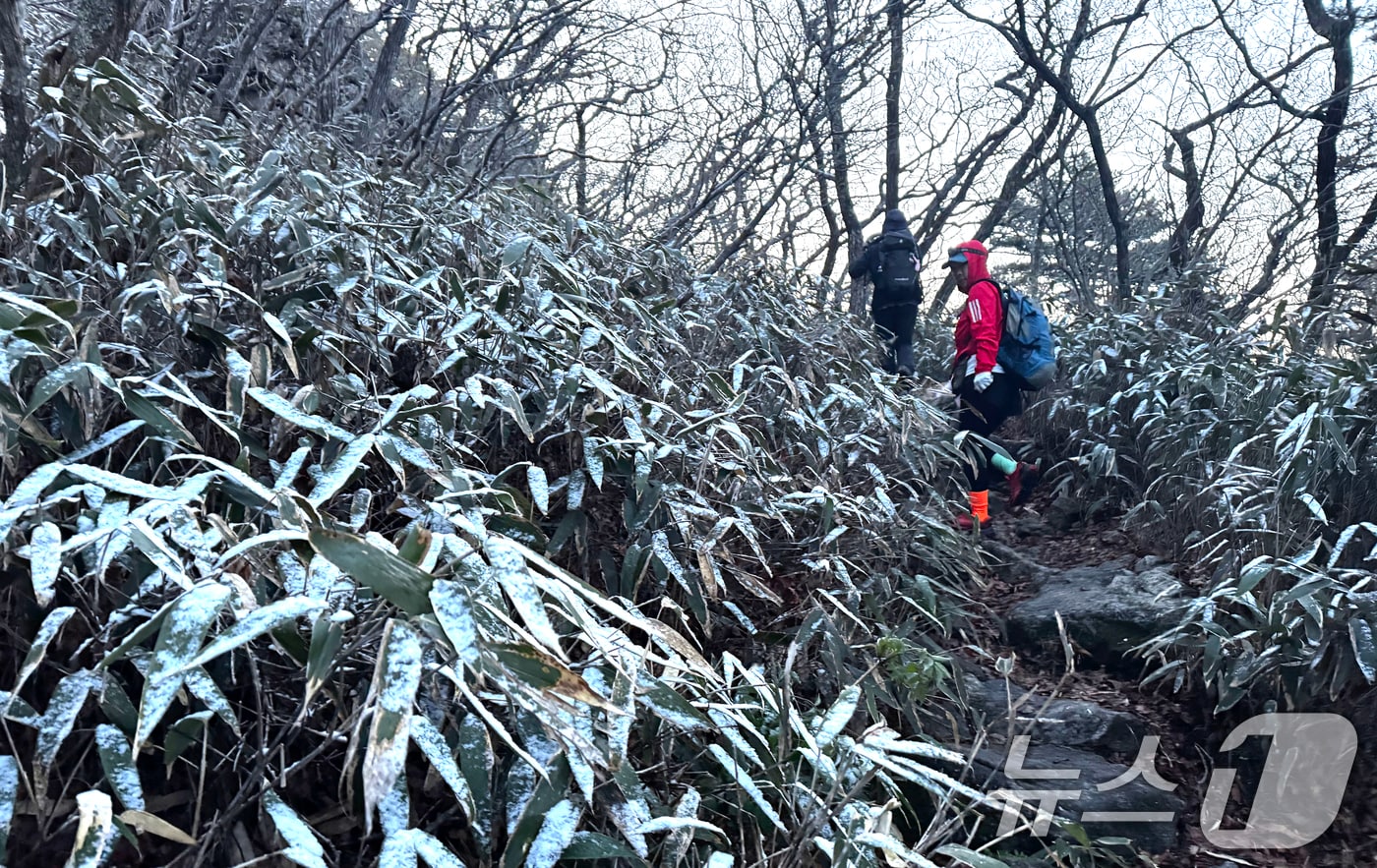 신록의 5월 첫날인 1일 전남 구례군 지리산 조릿대 군락지에 눈이 쌓여 이색적인 모습을 보이고 있다. 2026.5.1 ⓒ 뉴스1 김명섭 기자