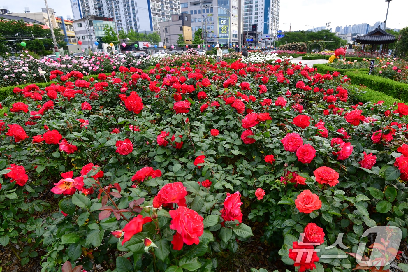 12일 경북 포항시 북구 영일대해상공원에 조성된 장미원에서 시민들이 활짝 핀 장미꽃길 사이로 산책하고 있다. 2026.5.12 ⓒ 뉴스1 최창호 기자