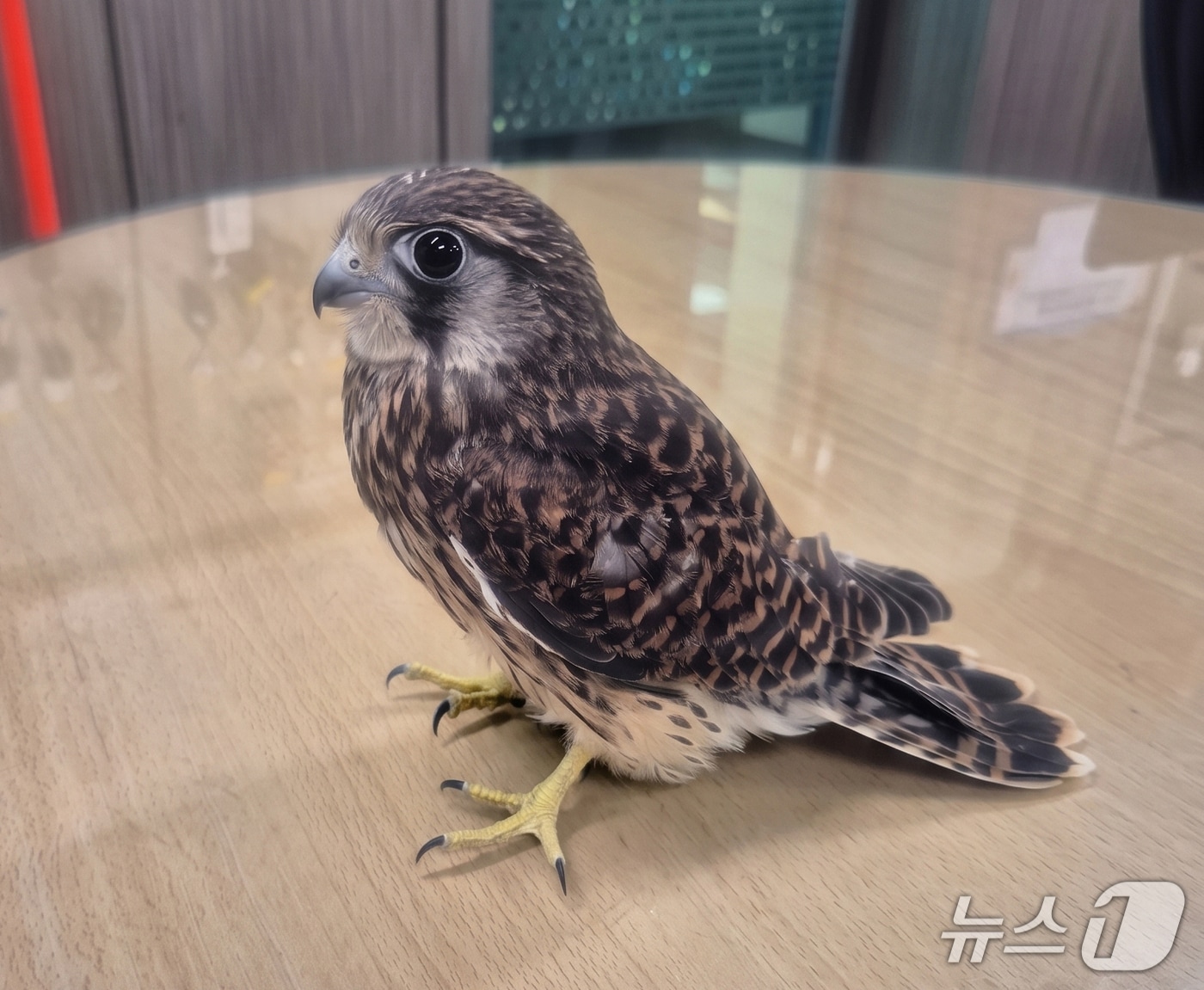 천연기념물인 황조롱이 한마리가 지난 13일 경북 포항시 북구 양덕동의 아파트 상가에 있는 정육점에서 포획됐다.(포항북부소방서 제공, 재판매 및 DB금지) 2026.5.14/뉴스1