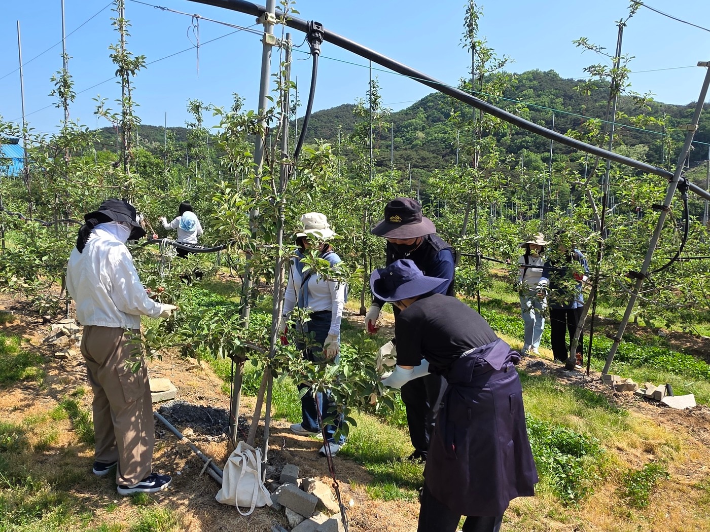충남도 대변인실 직원들이 예산 한 사과 농장서 일손 돕기에 나서고 있다.(도 제공. 재판매 및 DB금지)/뉴스1