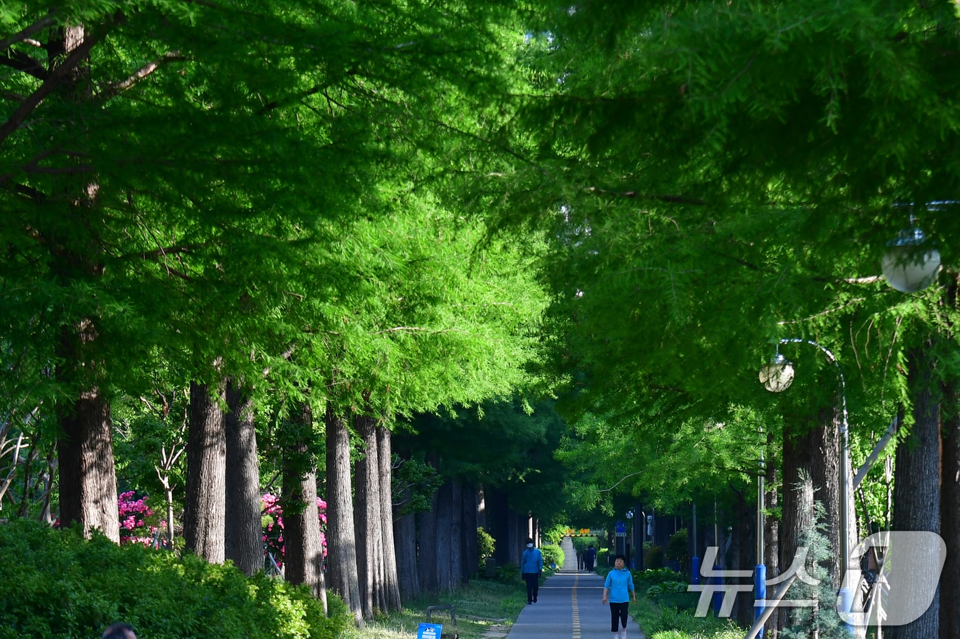 19일 오전 경북 포항시 북구 우창동 철길 숲 길에 있는 메타세콰이어 길을 따라 시민들이 산책하고 있다. 2026.5.19 ⓒ 뉴스1 최창호 기자