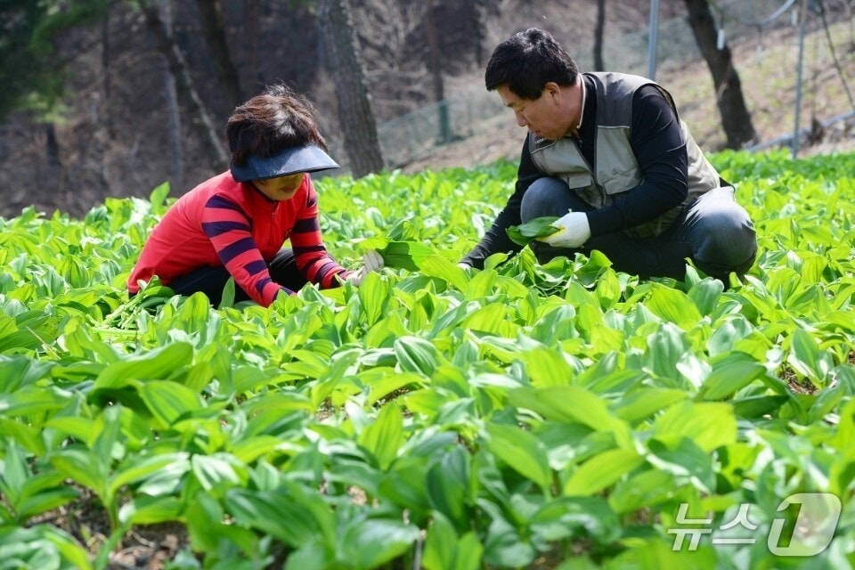 산마늘을 생산하고 있는 임업인(산림청 제공.재판매 및 DB금지)/뉴스1
