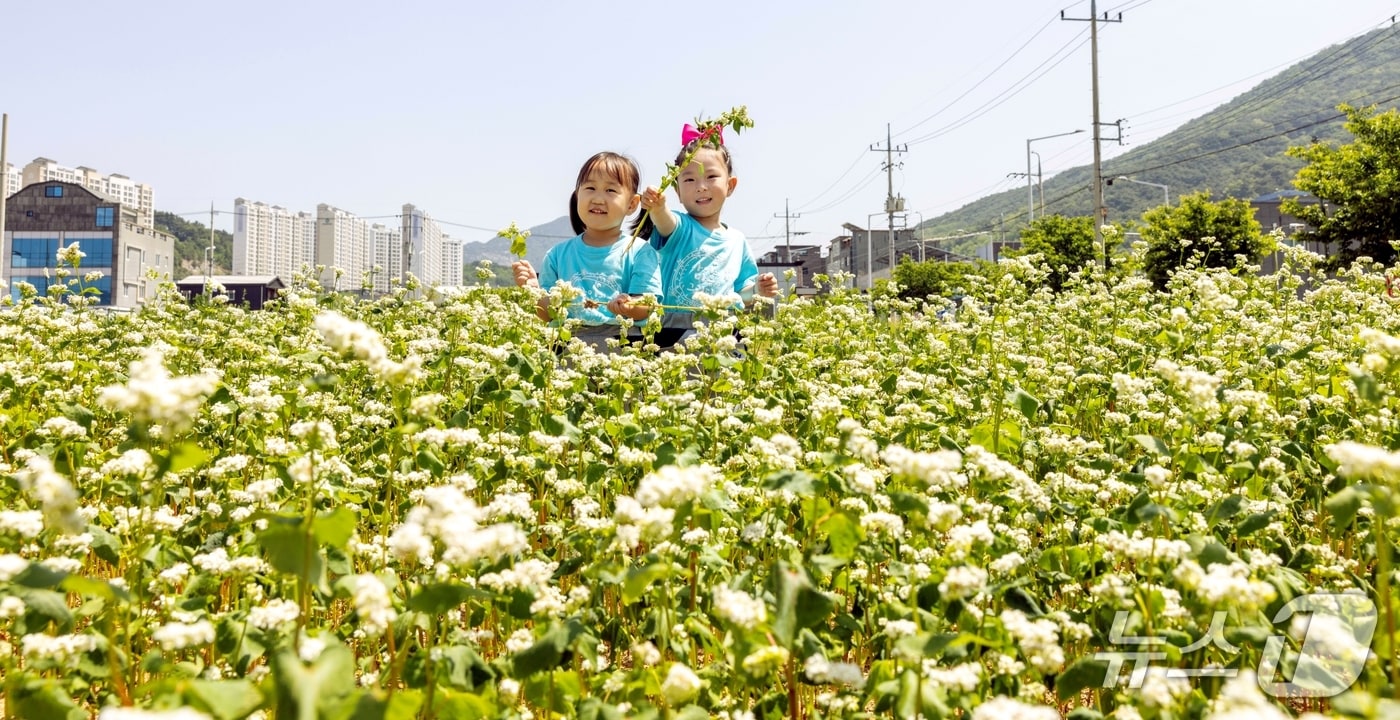 칠곡군 하늘아래 어린이집 원생 강다윤(왼쪽)·김유하 양이 칠곡군 석적읍 남율지구 메밀밭에서 자연 체험을 하고 있다.(칠곡군 제공. 재판매 및 DB금지)/뉴스1