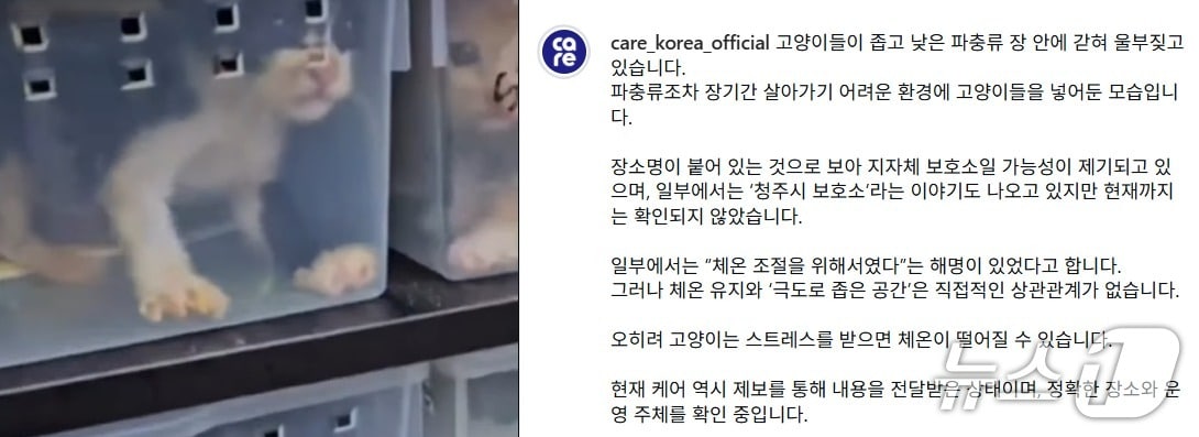 파충류 사육장에 임시 보호 중인 새끼고양이.(케어 코리아 인스타그램 캡처.재판매 및 DB금지)/뉴스1