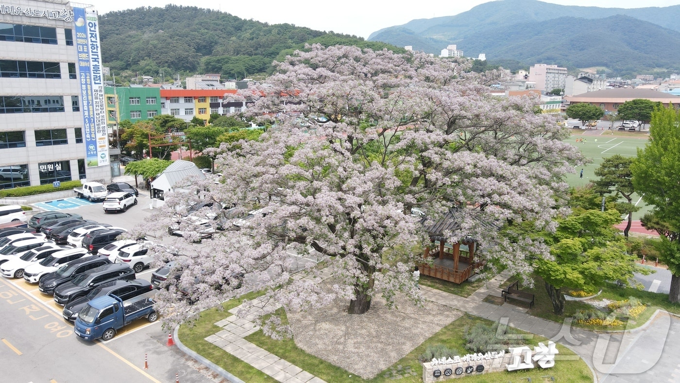 고창 교촌리 멀구슬나무(천연기념물 503호)가 만개했다.(고창군 제공. 재판매 및 DB금지) 2026.5.22/뉴스1 