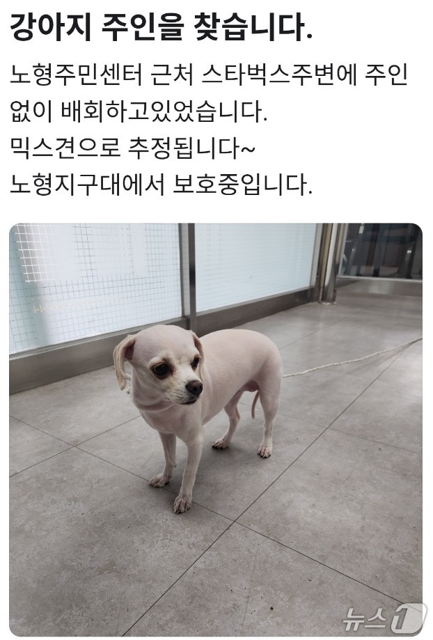 경찰이 견주를 찾으려고 당근마켓에 게시한 글(제주경찰청 제공. 재판매 및 DB금지)