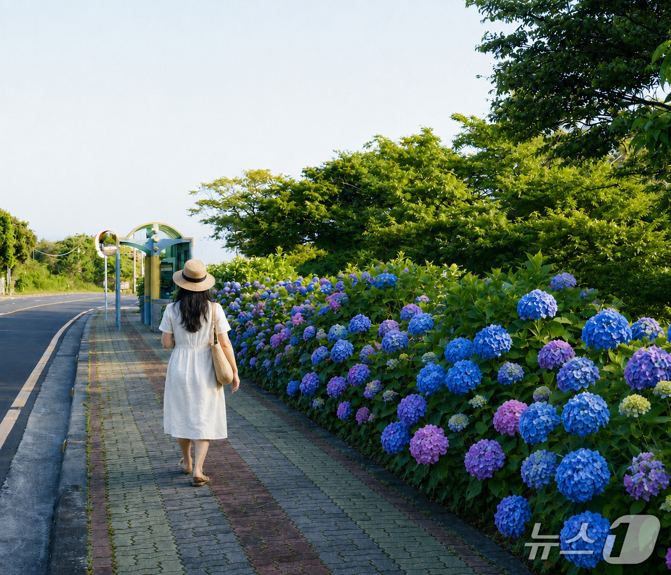 제주 서귀포시 안덕면 수국길.(제주관광공사 제공. 재판매 및 DB 금지)