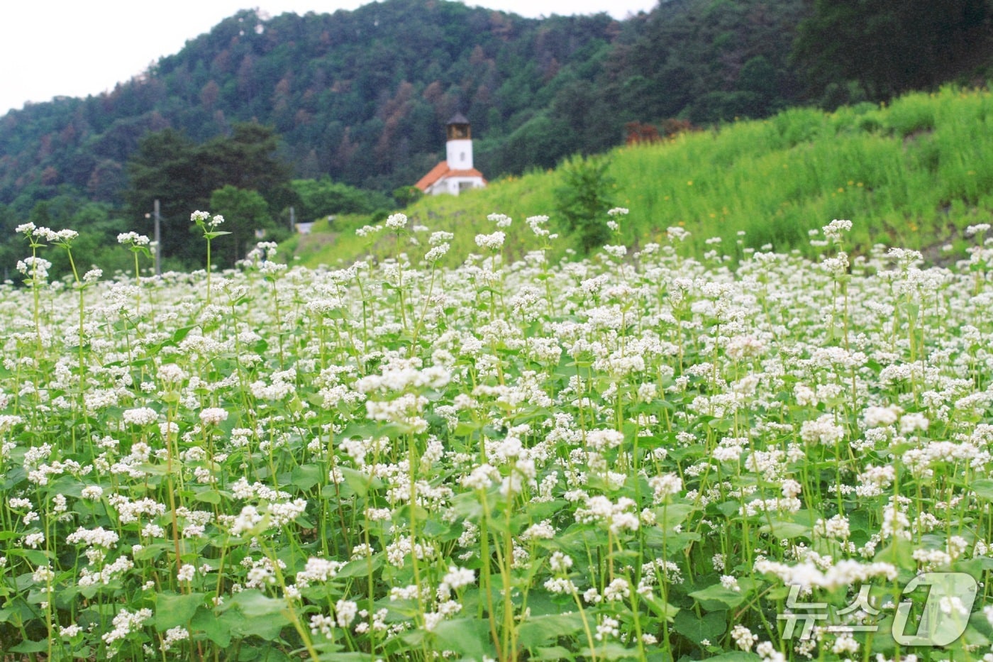 메밀꽃밭.(홍천군 제공. 재판매 및 DB금지)/뉴스1