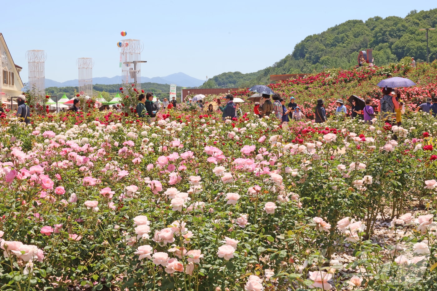 30일 전북 임실군 치즈테마파크 장미원에 장미꽃이 형형색색 장미꽃이 활짝 만개했다.(임실군제공, 재판매 및 DB금지)2026.5.30 ⓒ 뉴스1