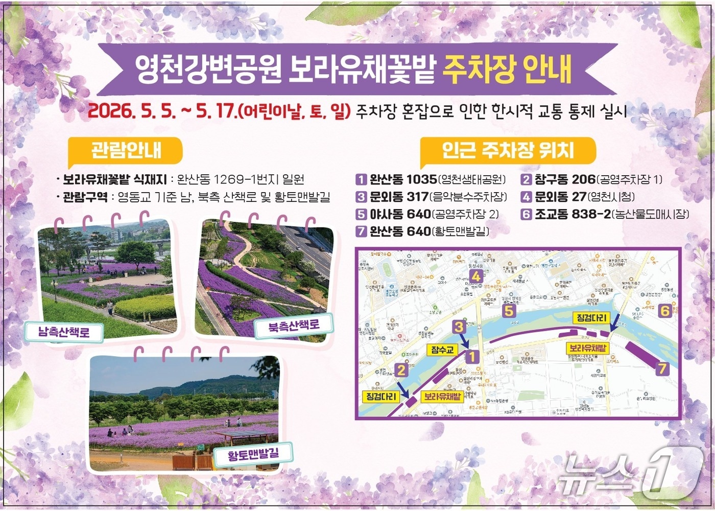 영천시 보라유채꽃밭 이벤트 팜플릿/뉴스1