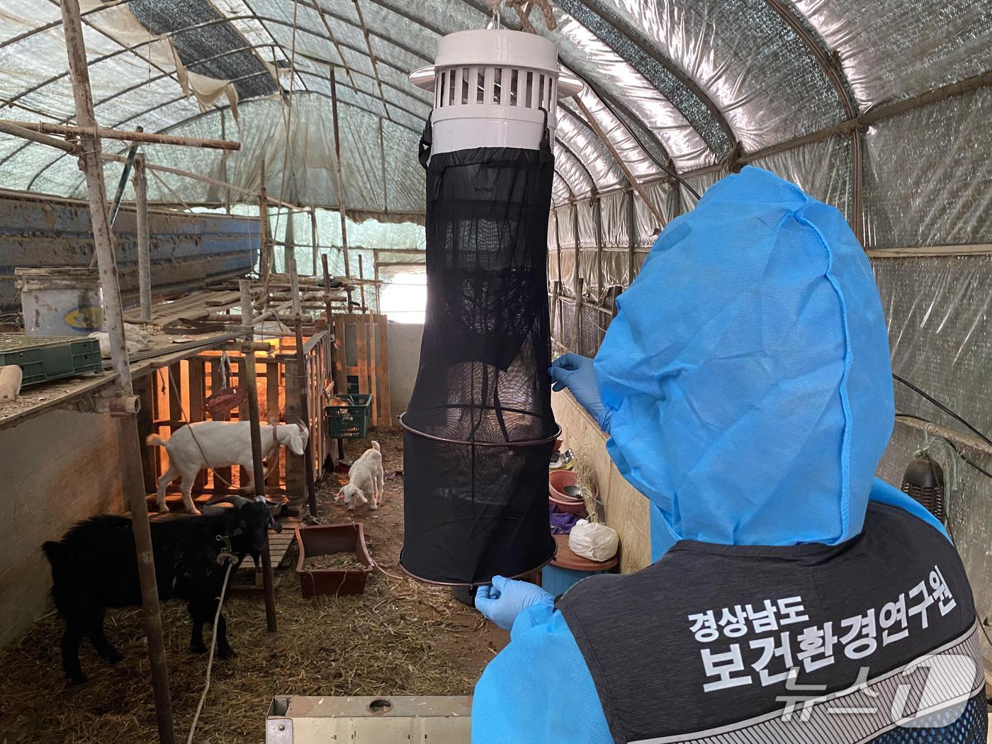 경남도 보건환경연구원이 진주시 호탄동의 정기 감시 축사에서 일본뇌염 매개 모기를 채집하고 있다.(경남도 제공. 재판매 및 DB금지)