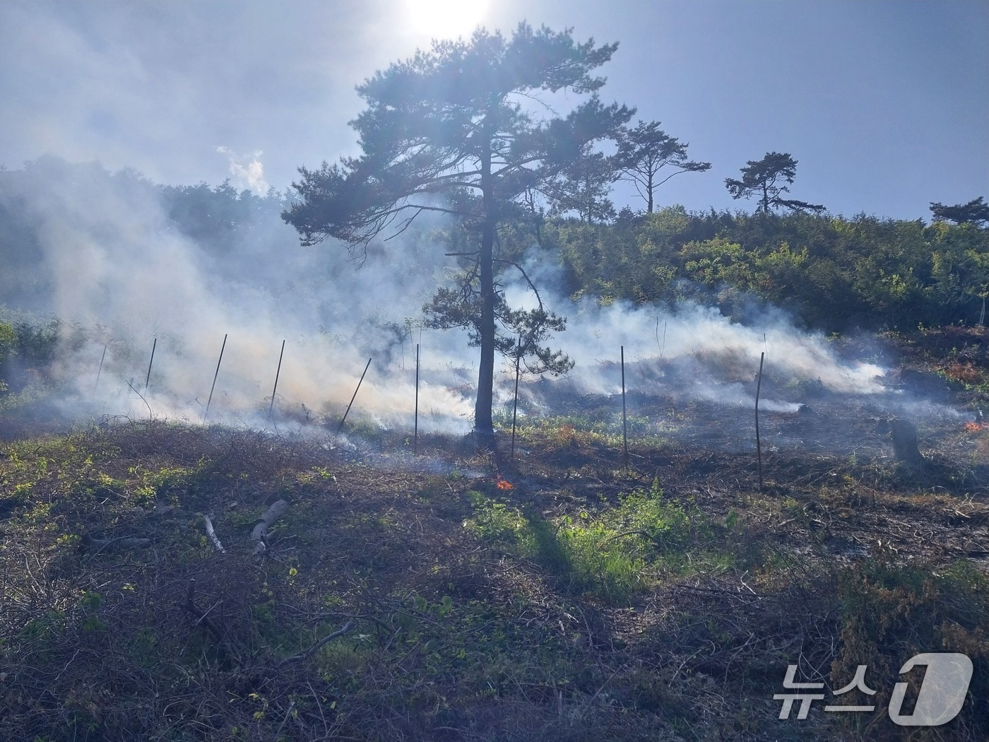 4일 오후 전남 나주 한 야산에서 난 산불의 모습.(사진=전남소방본부 제공. 재판매 및 DB 금지.)