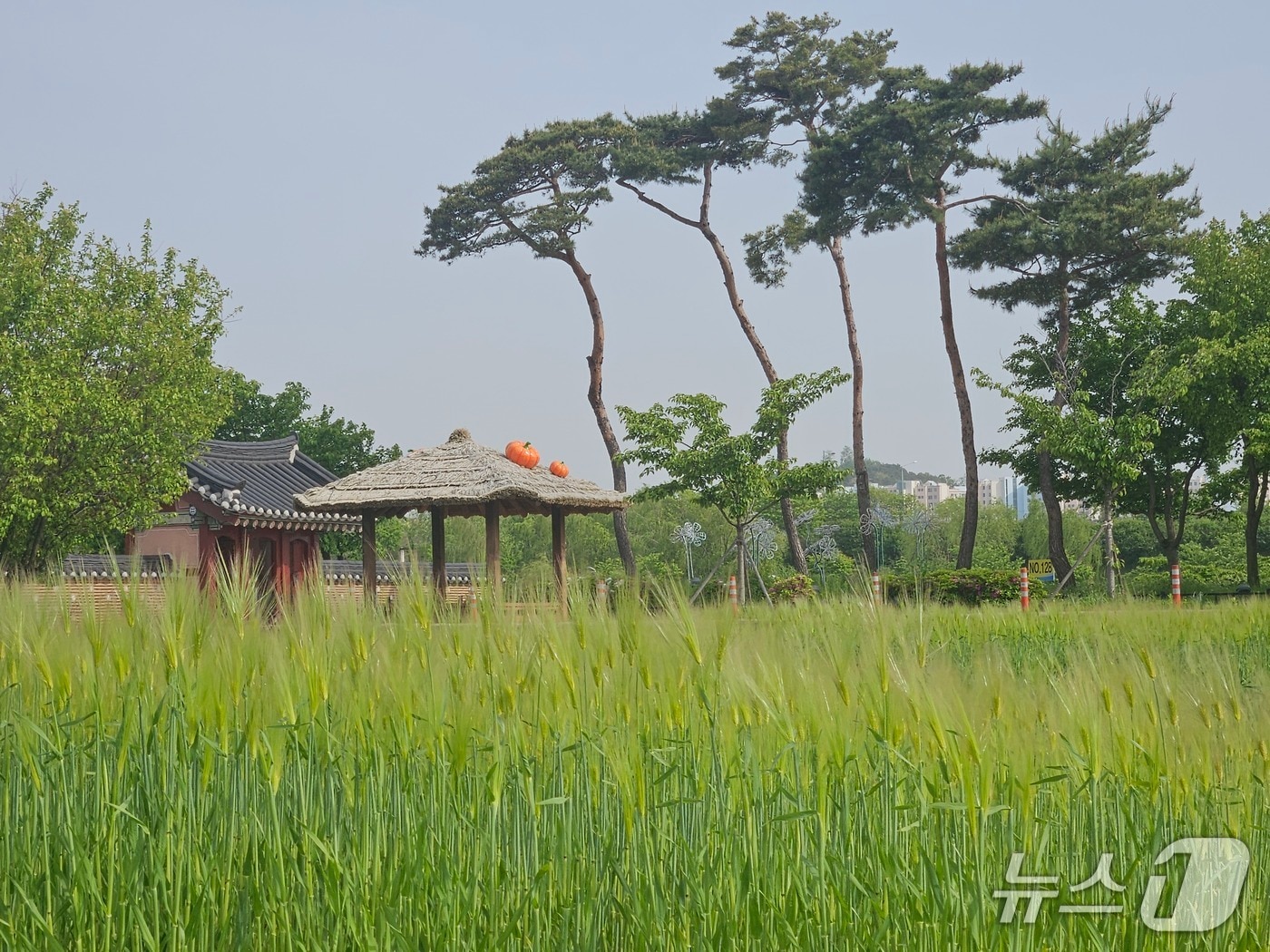 청보리밭(인천 계양구 제공/뉴스1)