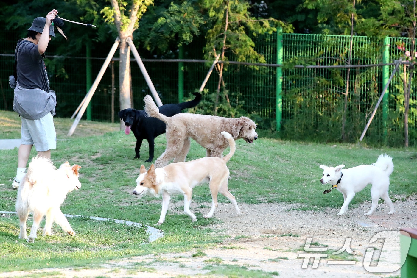 지난 9일 오후 대구 달서구 장동 달서반려견놀이터를 찾은 반려견이 술래잡기하듯 운동장을 뛰어다니고 있다. ⓒ 뉴스1 공정식 기자