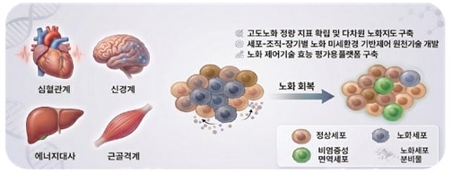 정부 '노화 되돌리는 기술' 개발 나선다...5년간 475억 원 투입 - 뉴스 썸네일 이미지