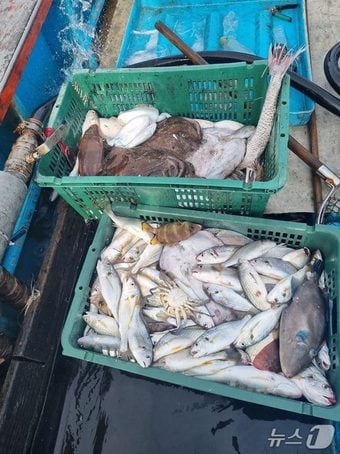 9일 오전 7시 43분께 군산시 옥도면 말도 남서방 약 4해리 해상에서 적발된 불법 조업 어선에서 어획물 60㎏가량이 발견됐다.(군산해경 제공. 재판매 및 DB금지)