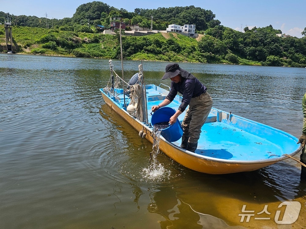 지난 12일 파주시 적성면 임진강에서 어민이 뱀장어 치어를 방류하고 있다. (파주시 제공, 재판매 및 DB금지)