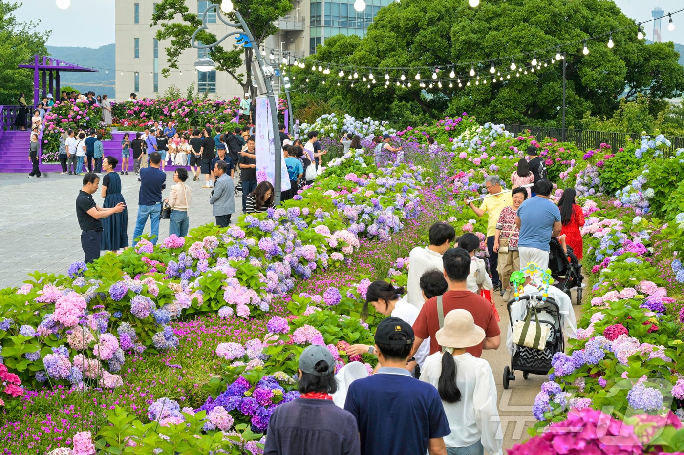 울산 남구 장생포 고래문화마을 일대에서 '제4회 장생포 수국 페스티벌'이 열려 나들이객로 붐비고 있다.(울산 남구 제공. 재판매 및 DB금지) /뉴스1