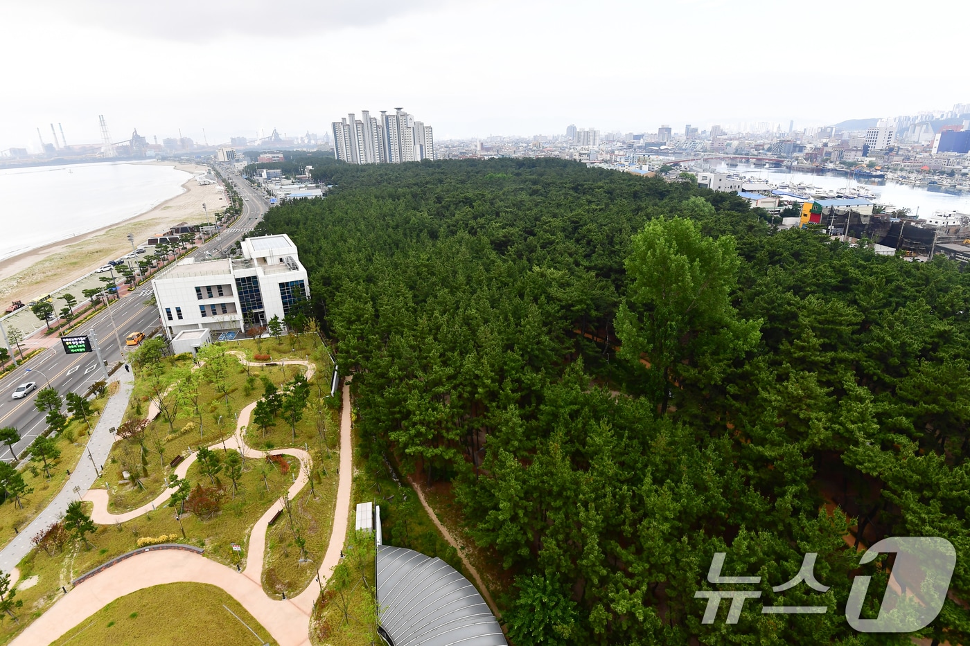 경북 포항시가 송도해수욕장 송림 숲. (뉴스1 자료, 재판매 및 DB금지)2026.6.28/ⓒ 뉴스1 최창호 기자